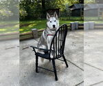 Small Siberian Husky