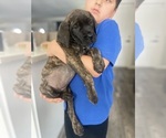 Puppy Elektra Mastiff