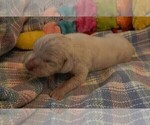 Small Photo #71 Great Dane Puppy For Sale in SPRAGGS, PA, USA