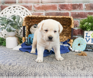 Labrador Retriever Puppy for sale in SYRACUSE, IN, USA