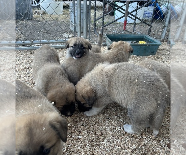 Medium Photo #4 German Shepherd Dog-Great Pyrenees Mix Puppy For Sale in STOCKTON, CA, USA