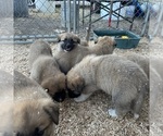 Small #3 German Shepherd Dog-Great Pyrenees Mix