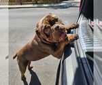 Small #2 American Pit Bull Terrier