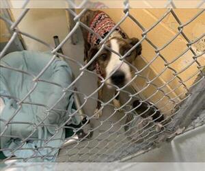 Mutt Dogs for adoption in Tulsa, OK, USA