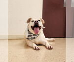 Small #4 American Pit Bull Terrier Mix