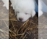 Small Photo #3 Great Pyrenees Puppy For Sale in MORGANTOWN, WV, USA