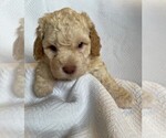 Puppy Puppy 4 Lagotto Romagnolo