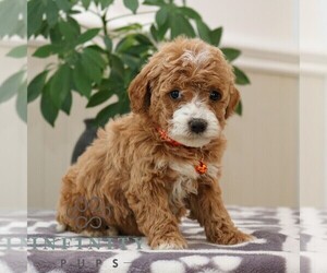 Goldendoodle (Miniature) Puppy for sale in NARVON, PA, USA