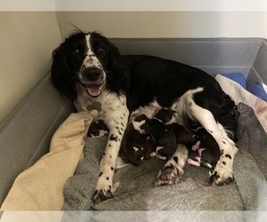 Mother of the English Springer Spaniel puppies born on 12/18/2022