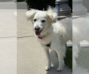 American Eskimo Dog-Spaniel Mix Dogs for adoption in Mission Viejo, CA, USA
