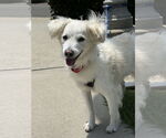 Small American Eskimo Dog-Spaniel Mix