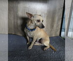 Small Photo #4 Chihuahua-Unknown Mix Puppy For Sale in Morganville, NJ, USA