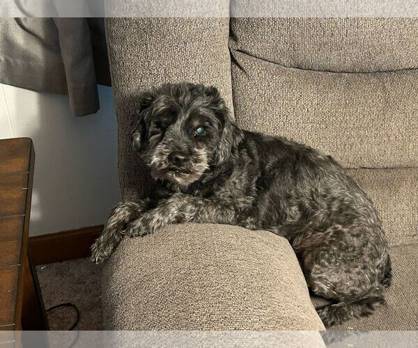 Medium Photo #2 Poodle (Miniature)-Unknown Mix Puppy For Sale in Pacolet, SC, USA