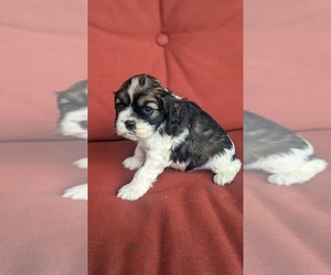 Cocker Spaniel Puppy for sale in GOSHEN, IN, USA