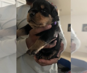 Rottweiler Puppy for sale in RIVERSIDE, CA, USA