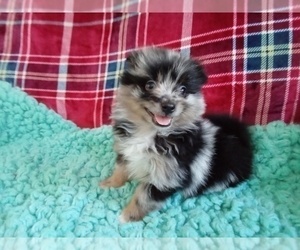 Pomeranian Puppy for sale in LAUREL, MS, USA