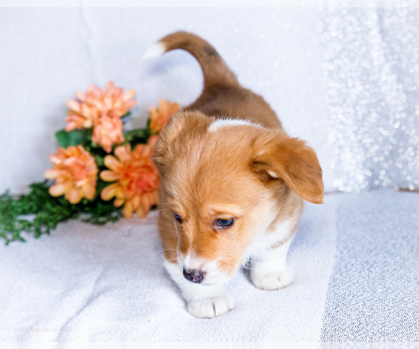 Medium Photo #3 Dorgi Puppy For Sale in WAKARUSA, IN, USA