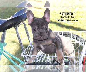 French Bulldog Puppy for sale in CHANDLER, AZ, USA