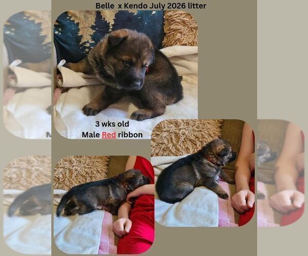 Medium Photo #4 German Shepherd Dog Puppy For Sale in GOLDENDALE, WA, USA