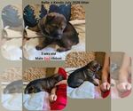 Small #3 German Shepherd Dog