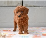 Small #2 Poodle (Miniature)