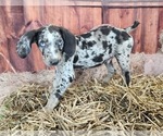 Small #16 Catahoula Leopard Dog