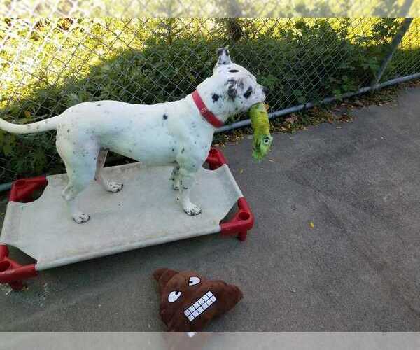 Medium Photo #2 American Staffordshire Terrier-Dalmatian Mix Puppy For Sale in Elmsford, NY, USA