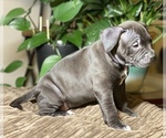 Small Photo #7 American Bully Puppy For Sale in PHILA, PA, USA