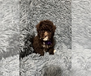 Cavapoo (Toy) Puppy for sale in JEFFERSONVILLE, IN, USA