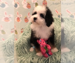 Miniature Bernedoodle Puppy for sale in SYLMAR, CA, USA