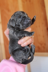 Labrador Retriever Puppy for sale in MALTA, ID, USA