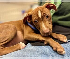 American Bulldog-Unknown Mix Dogs for adoption in Santa Rosa, CA, USA
