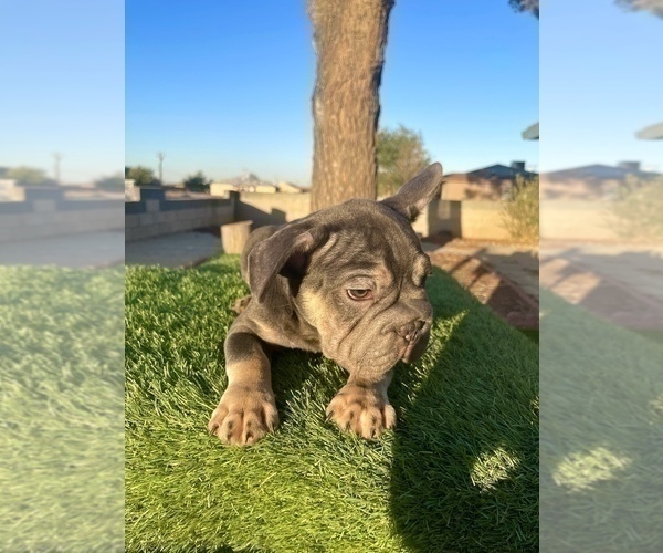 Medium Photo #41 French Bulldog Puppy For Sale in SPRINGFIELD, MA, USA