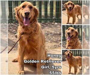 Golden Retriever Dogs for adoption in Seattle, WA, USA