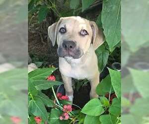 Black Mouth Cur-Unknown Mix Dogs for adoption in Tabernash, CO, USA