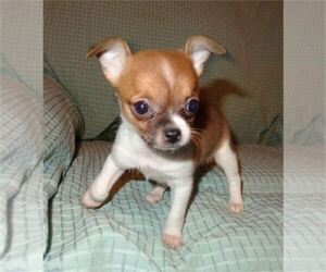 Chihuahua Puppy for sale in CORAL GABLES, FL, USA