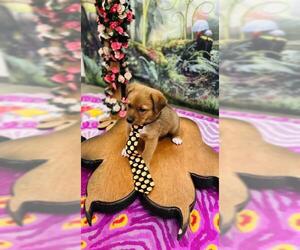 Mutt Dogs for adoption in Globe, AZ, USA