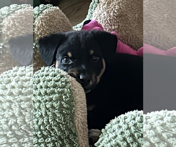 Medium Photo #12 Mutt Puppy For Sale in Garner, NC, USA