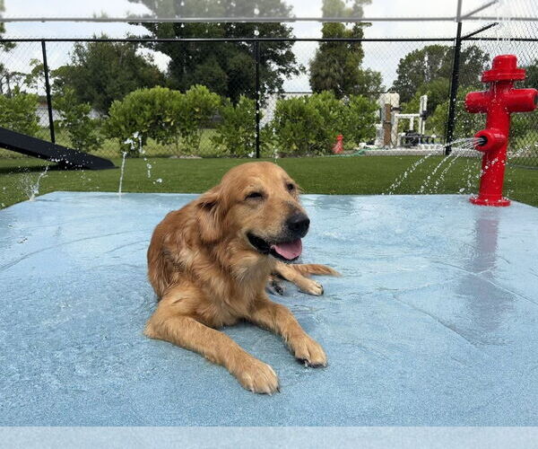 Medium Photo #1 Golden Retriever Puppy For Sale in Bonita Springs, FL, USA