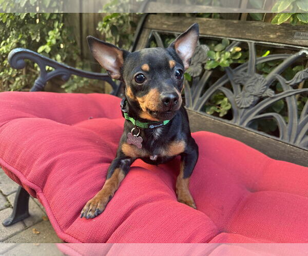 Medium Photo #2 Chipin Puppy For Sale in Santa Clara, CA, USA