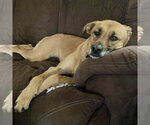 Small #1 Mutt
