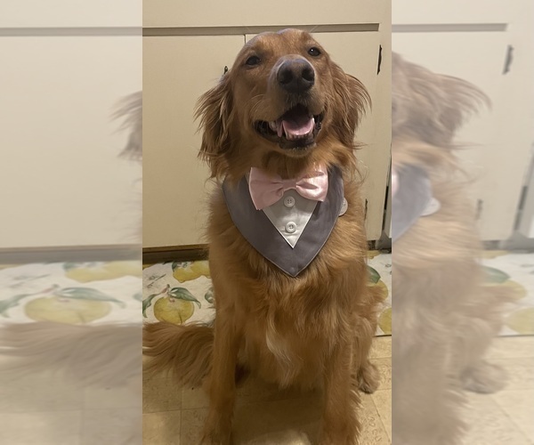 Medium Photo #5 Golden Retriever Puppy For Sale in PULASKI, NY, USA