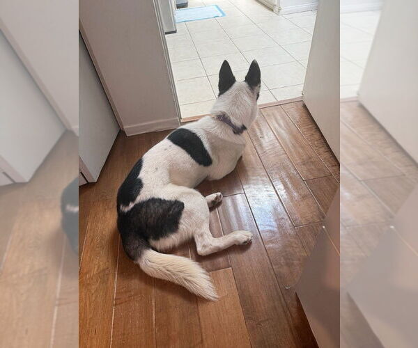 Medium Photo #4 Border Collie-Siberian Husky Mix Puppy For Sale in Dana Point, CA, USA