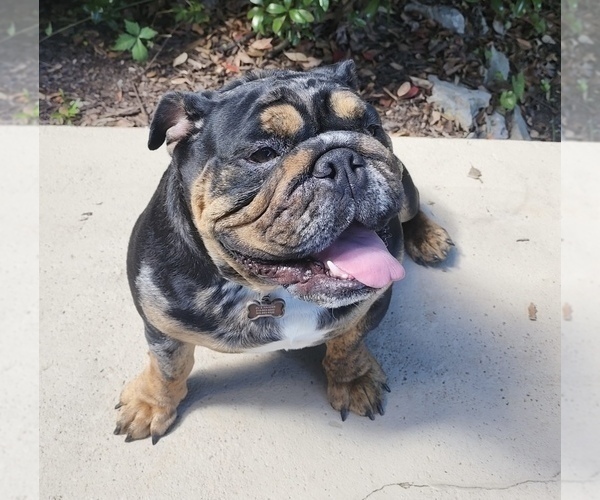 Medium Photo #1 Bulldog Puppy For Sale in BERTHOUD, CO, USA