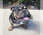 Small Photo #1 Bulldog Puppy For Sale in BERTHOUD, CO, USA