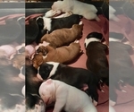 Small Photo #2 Boxer Puppy For Sale in OAK LAWN, IL, USA