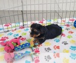 Small #3 Yorkshire Terrier