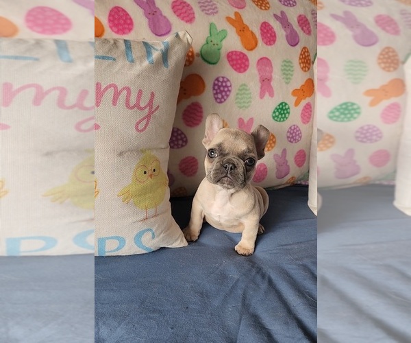 Medium Photo #1 French Bulldog Puppy For Sale in INDIANAPOLIS, IN, USA