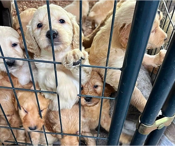 Medium Photo #1 Goldendoodle Puppy For Sale in BAY MINETTE, AL, USA
