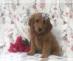 Small Photo #3 Goldendoodle-Poodle (Miniature) Mix Puppy For Sale in LAKELAND, FL, USA